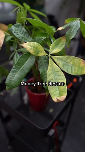 Restored Root Rot Money Tree #moneytree #learnontiktok #tiktokpartner #planttips