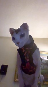 I am spoiled Beebs 😻 #snacks | Beebsposting