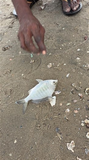 Fastest Udan Fish Catch Ever! River Fishing with Dead Fish Bait #fishing