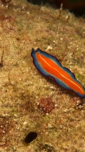 Plattwürmer gehören zu den ältesten Tiergruppen der Welt