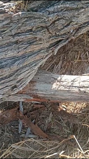 Carpenter Ant Hunting Tips - Part 1 #antkeeping #ants