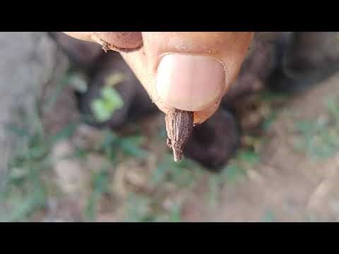 Terminalia mantaly seed germination process and time , African Talisay Green
