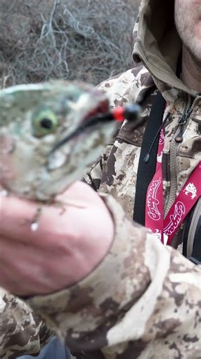 New Okuma Trout Rod and Reel #troutfishing #fishing #okuma