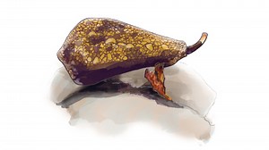 How Do 'Killer Snails' Kill Their Victims?