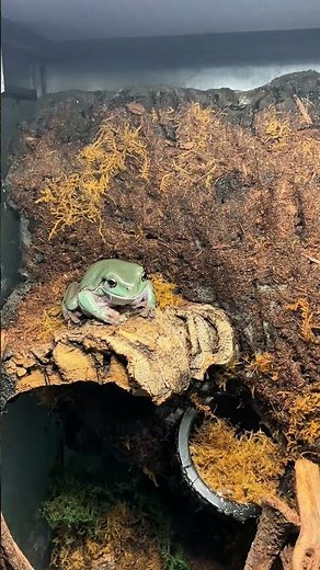 Facts you probably didn’t know about Whites tree frogs