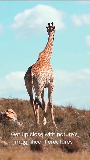 Total Access Travel LLC: Get up close to nature's magnificent creatures. Let me help you plan your safari adventure. | Total Access Travel Co