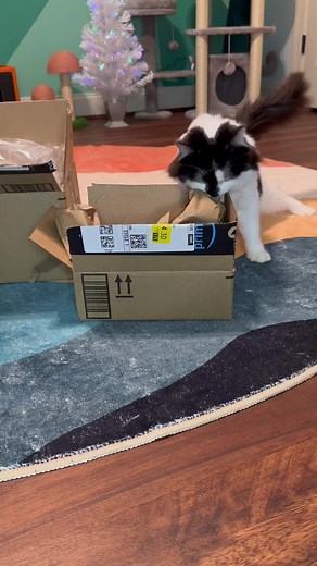 16K views · 1.3K reactions | Happy mail from Harmony! #mailtime | Phoebe the CH Kitty | Facebook