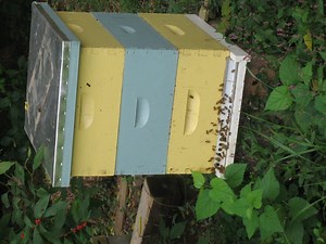 New Buzz Around Berkeley: Schools to Get Beehives
