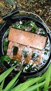 9.8K views · 107 reactions | 7 Best Uses for Comfrey https://www.growveg.com/guides/7-best-uses-for-comfrey/ | GrowVeg | Facebook