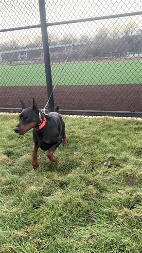 Scary Monster Dawg: Ultimate Doberman Training Tips