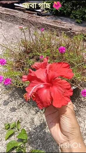 জবা গাছ বসালাম 🌺🍃#shorts #plants #chadbagan