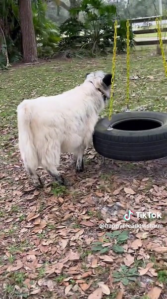 Adorable Mini Fluffy Cow's Cute Prance | Baby Cow Farm Animal Videos