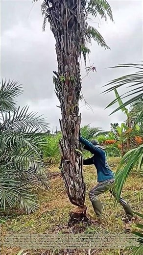 Felling a Palm Tree: How Controlled Cuts Bring Down Tall Timber