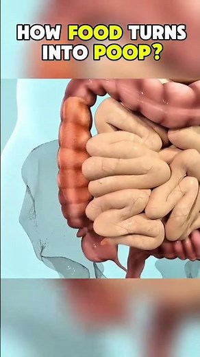 How the delicious food you eat turns into poop?|3D ANIMATIONS| #digestion #digestivesystem #fyp