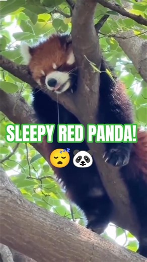 Sleeping Red Panda Snoring on a Tree! 😴🐼❤️ #shorts