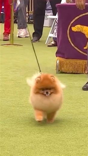 89K views · 4.4K reactions | Can you believe that the Pomeranian’s ancestors were once 20-30 pounds and known for their herding and sled-pulling abilities? Despite their size, this breed exudes a big spirit that is loyal and therapeutic. 殺 #foryou #foryouシ | Pomeranian lover the world | Facebook