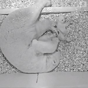 124K views · 1.7K reactions | A baby polar bear in Berlin tries to...