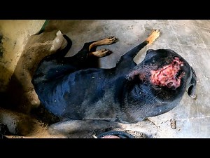 Rescues Black Stray Dog With Severe Head Injury | Maggot Wound Treatment