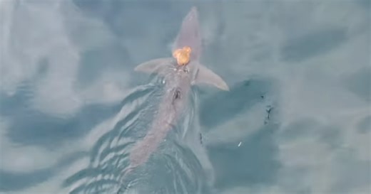 Scientists Captured A Video Of An Octopus Riding A Shark And Playfully Name It “Sharktopus”