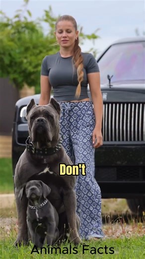 A dog’s loyalty has no limits 💕 | Animals Facts