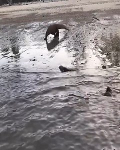 Komodo dragon swallows sharks on the beach live 😲 | Soul