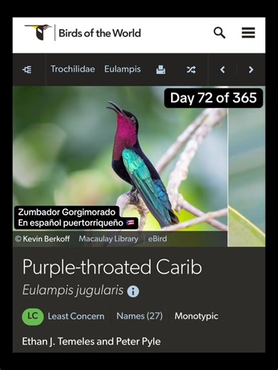 Purple-throated Carib / As yet another example of indigenous representation in birds, the Purple-throated Carib is named after the people native to the Lesser Antilles. Taking this minute to appreciate this species helps us further understand the diversity of peoples in the Western Hemisphere, and the unique histories they were subject to. #hummingbirds