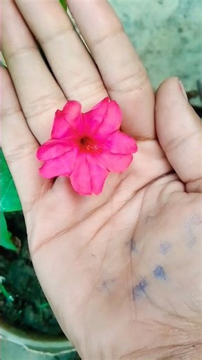 4 o'clock flower time lapse (30/100) subscribe #flowers #shorts