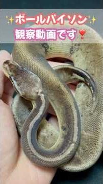 ボールパイソンの観察動画編です❣️【NEXT-1561】#ゆーちゃんねるTV 〜 #ボールパイソン 〜 #ballPython #爬虫類動画 #おすすめ #インフルエンサー #ペット #生き物