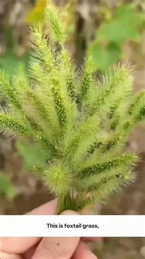 Foxtail Grass Explained: A Wild Plant With Hidden Value #FoxtailGrass #WildEdibles