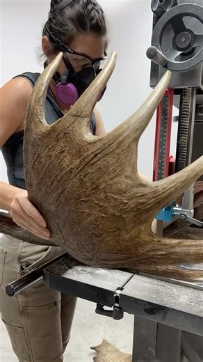 One antler. Dozens of chews. Endless tail wags. #chewypawz #mooseantlerchew #naturaldogchews | Chewy Pawz