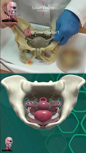 🦇 Real vs. Cartoon Uterus | Unlike anything seen before! ✨‍♀️