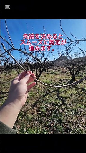 剪定のコツ教えます。(初心者向け )#剪定 #柿