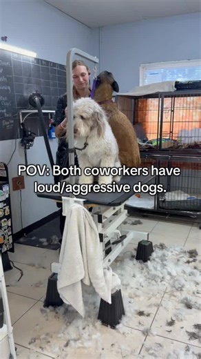 Grooming Belgian Malinois: A Dog Groomer's POV