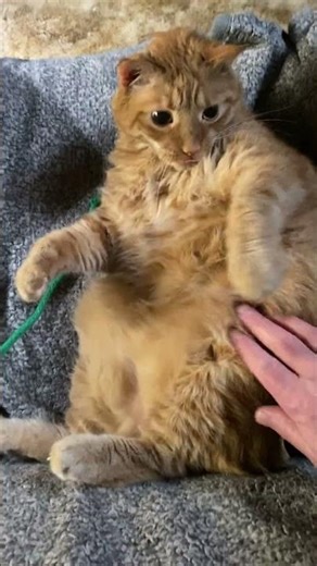 Tigger Needs More Sleep