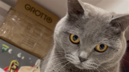 第一次见到猫的瞳孔地震