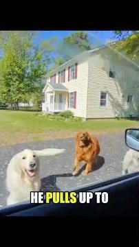 When Pizza Delivery Meets Golden Retrievers #dog #pizza