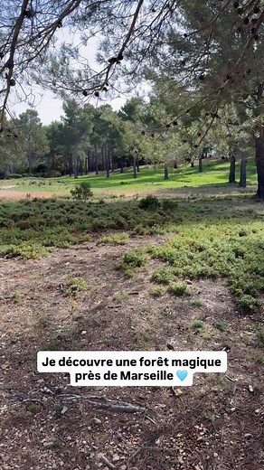 La forêt sur les hauteurs de Ceyreste est magique 🩵 | Les Cachotteries de Marseille
