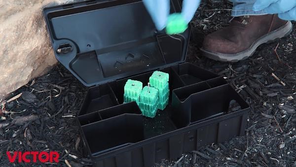 Victor Hold-Fast Disposable Mouse and Insect Glue Board Traps (4-Pack) M182