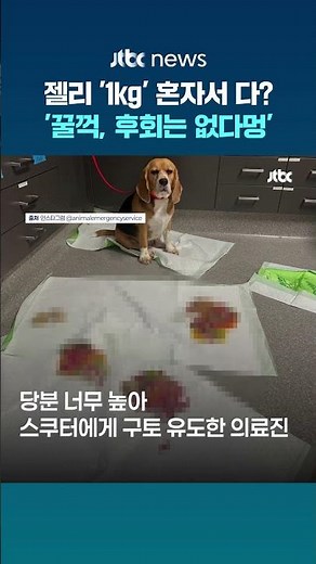 'Gulp, no regrets'... Dog rushed to emergency after eating 1kg of jelly all by himself #JTBC #Shorts