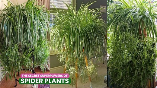 Why a spider plant is a must have for every home