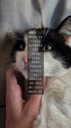 Why Do Cats Meow The Surprising Truth Did you know cats mostly meow to talk to humans...