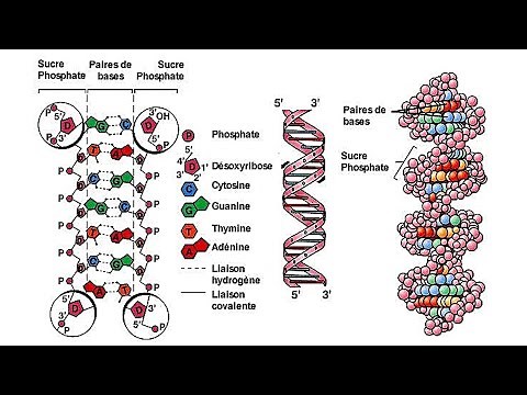 La composition et la structure de l'ADN