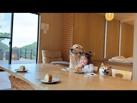 次々と座席移動して人間のように席に座って食事をしようとする豆柴とゴールデンレトリバー