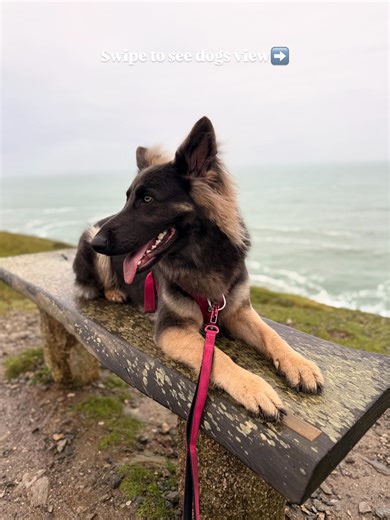 Olive the GSD + Chloe the Treat Dealer on Instagram: "💦🌊COASTAL PATHS AND ALL THINGS NAFF🌊💦 Nothing spikes my anxiety more then when I see dogs running wild near open coastal edges. Although there’s no official number, many dogs die from falling off cliffs annually, with incidents often occurring at popular spots like Portreath, leading to repeated Coastguard warnings for owners to keep dogs on leads due to the dangers of chasing scents or wildlife near edges, making it a frequent tragedy ra