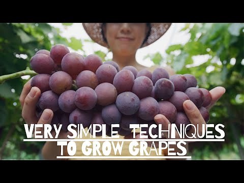 VERY SIMPLE Techniques to Grow GRAPES