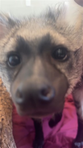 Booping into your feed 😍 Aardwolves use their powerful noses to track termites, their primary food source in the wild. Swing by the Zoo to see the pups in person! | Nashville Zoo