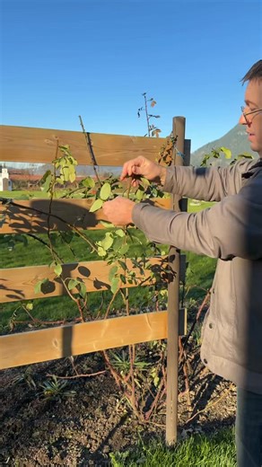 Pruning at this time of year is not for the faint of heart. With sharp secateurs and an experienced eye, Jason cuts boldly, removing weak spots, early missteps, and any hint of trouble before the season truly begins. Here in the Lower Mainland, roses are sometimes tempted into premature growth by the warm January sun. A little ruthless intervention now keeps them from over-reaching themselves, redirecting energy into stronger canes and healthier growth later. It may look dramatic, but this decis