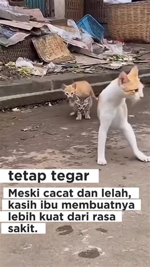 Cat Lovers🔷 on Instagram: "Ia terluka oleh hidup, tapi tetap tegar demi dua nyawa kecil yang bergantung padanya👑👑😻 - - @kucing.gembull @kucing_lucubanget_ @catssarebest#catmemes #isntagram#catlifestyle #catofinstagram #kucinggemes"