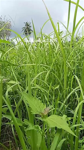 kok penak introne.... #me #dc #lagujowo #storyjowo