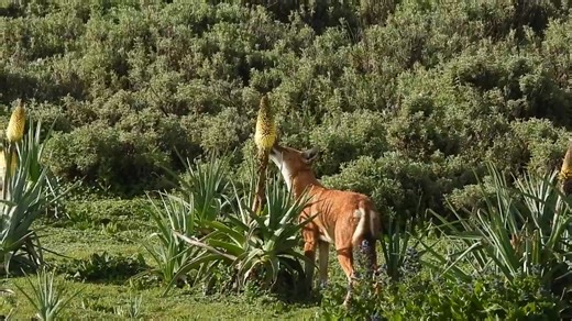 395K views · 4.8K reactions | Researchers report Ethiopian wolves enjoy licking nectar from red hot poker flowers, documenting this behavior for the first time in a large predator. Learn more: https://bit.ly/4fEtDla | Science | Facebook